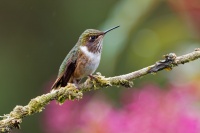 Kolibrik vulkanovy - Selasphorus flammula - Volcano Hummingbird o1077